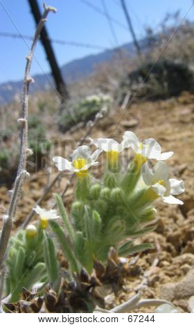 Kwiaty białe Cryptantha
