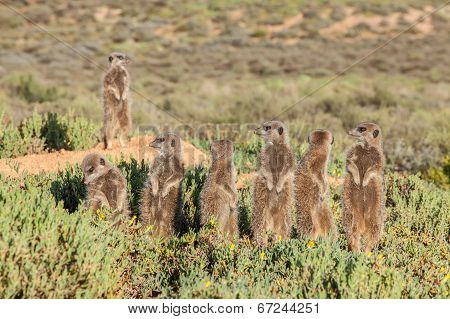 Oudsthoorn Meerkat Adventures