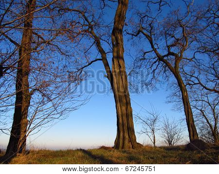 Trees At Sunset