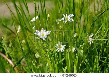little flowers