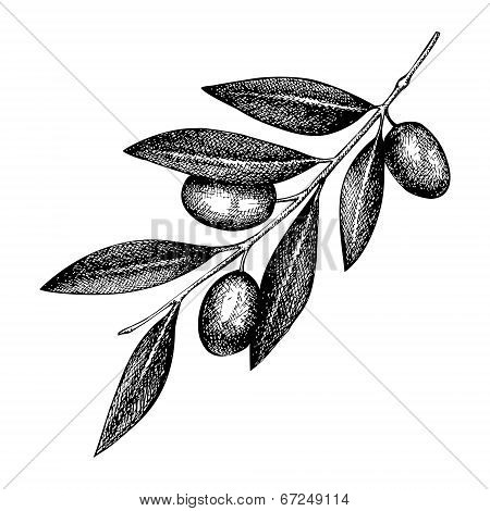 Olive Twig Illustration