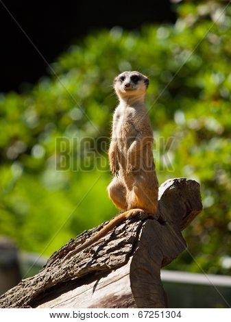Meerkat Sitting And Watching Around