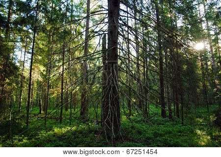 Spruce Branches With Dried In The Morning Sun