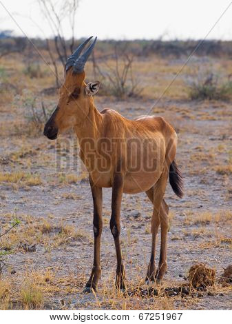 Red Hertbeest In The Savannah