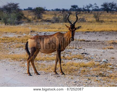 Red Hertbeest In The Savannah