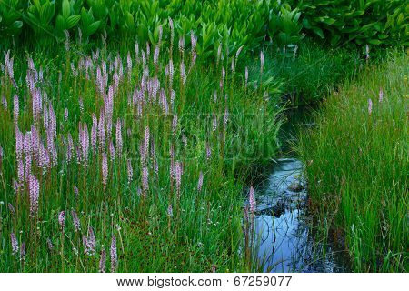 Elephant's Heads By Mountain Stream