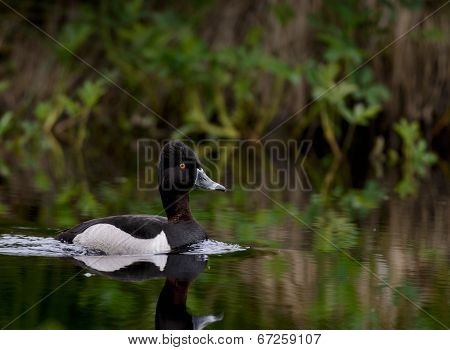 Ring-necked Duck