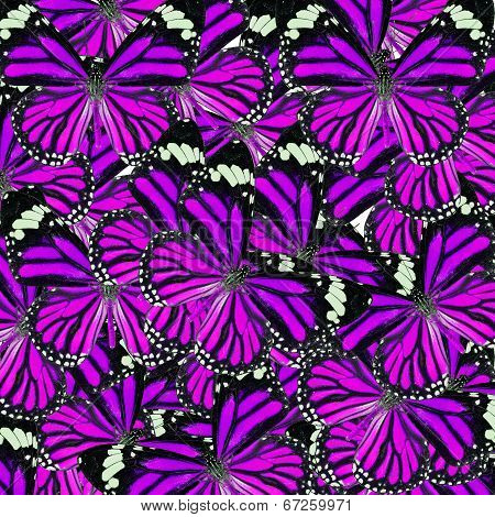 Background Texture Made Of  Purple Common Tiger Butterflies In Fancy Color And Patterns