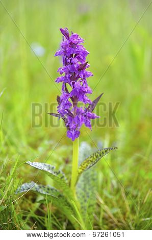 Broad-leaved marsh-orchid (Dactylorhiza majalis)