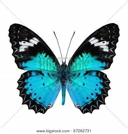 Beautiful Light Blue Butterfly In Fancy Color Profile Isolated On White Background