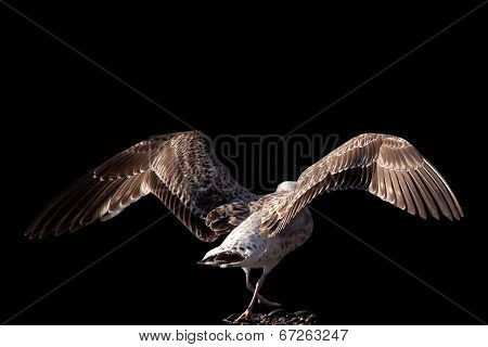 Soaring Seagull