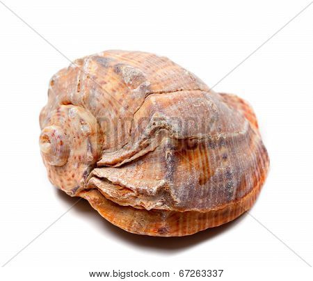 Rapana Shell