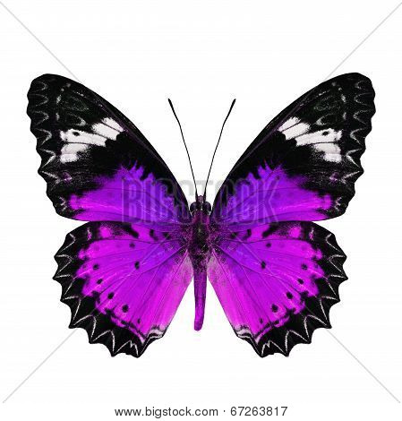 Beautiful Purple Butterfly In Fancy Color Profile Isolated On White Background