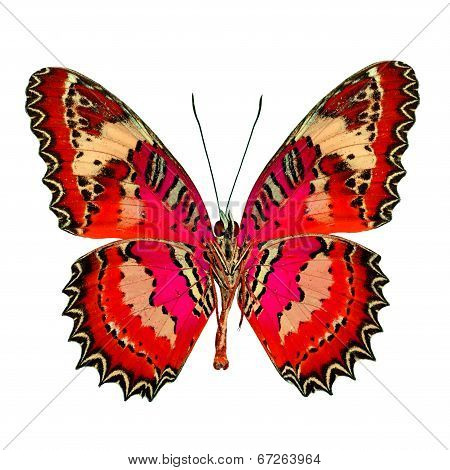 Malay Lacewing Butterfly Lower Wing In Natural Color Profile Isolated On White Background