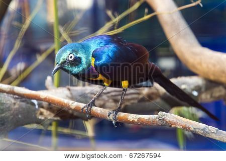 Royal Starling (cosmopsarus Regius)