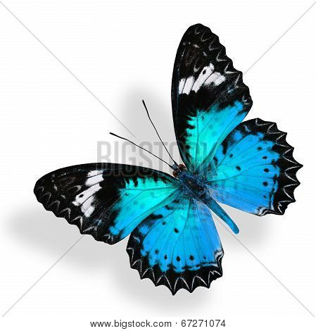 Flying Light Blue Butterfly Isolated On White Background With Soft Shadow