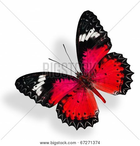 Flying Red Butterfly Isolated On White Background With Soft Shadow