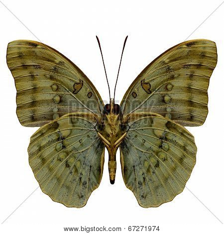 Great Marquis Butterfly Lower Wing Profile In Natural Color Isolated On White Background