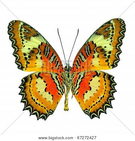 Malay Lacewing Butterfly Lower Wing In Natural Color Profile Isolated On White Background