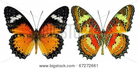 Malay Lacewing Butterfly Both Upper And Lower Wing In Natural Color Profile Isolated On White Backgr