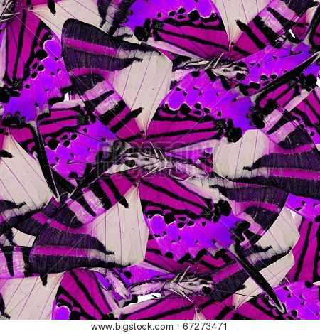 Mix Of Beautiful Purple Butterflis In The Same Frame As A Nice Messy Background Texture