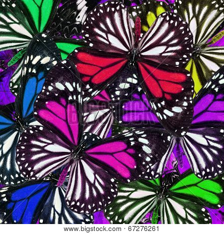 Various Of Beautiful White Tiger Butterflies In Great Background Texture