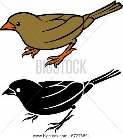 sparrow - small bird