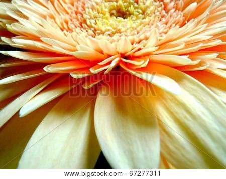 orange gerbera