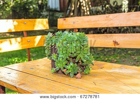 Succulent Plant Container Garden
