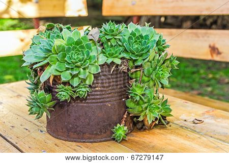 Succulent Plant Container Garden