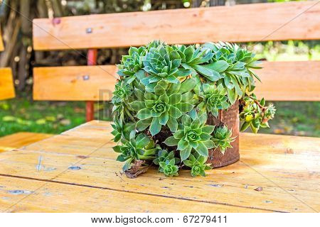 Succulent Plant Container Garden