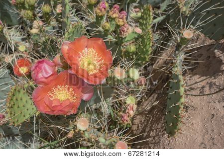 Flowers of the desert