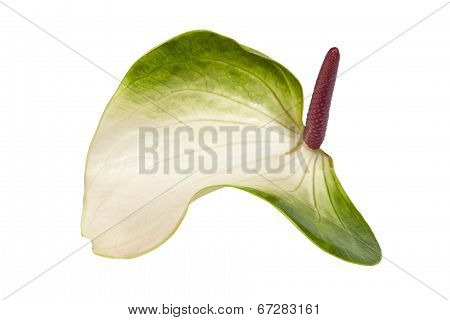 Green And White Anthurium Flower With Pink Spadix