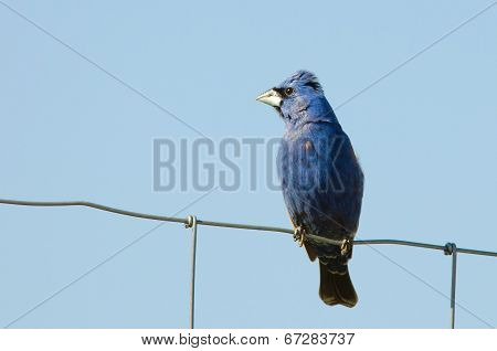Blue Grosbeak (guiraca Caerulea)