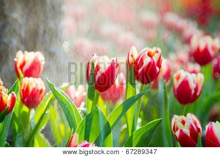 Red tulips flower in the rain