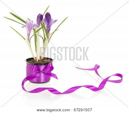 Pot of crocuses decorated with tape and bow