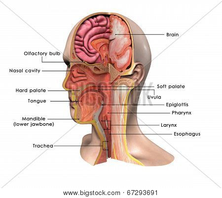 Face intersection