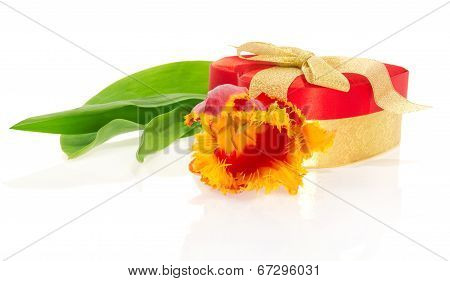 Tulip, the gift box of heart