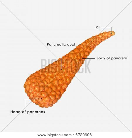 Pancreas