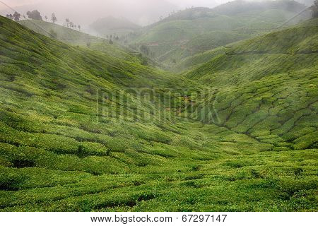 Landscape with green fields of tea in Sri Lanka