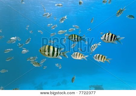 Sergeant fish