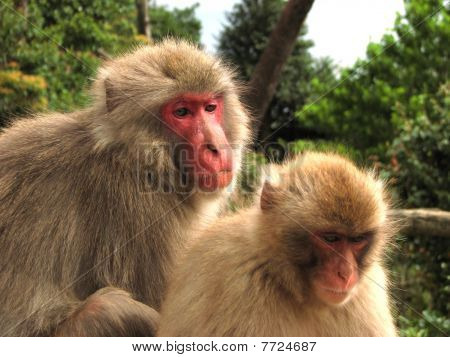 Divoká rodina opic makak