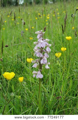Green-winged Orchid