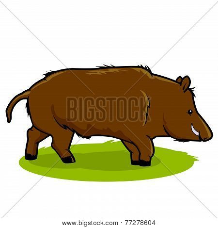 Wild boar