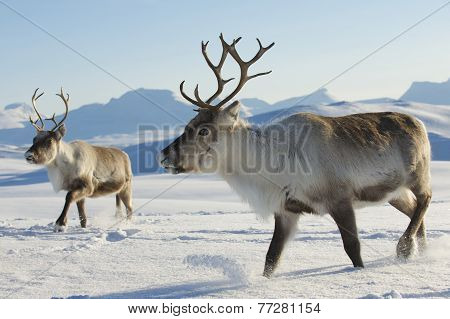 Reindeers in natural environment, Tromso region, Northern Norway