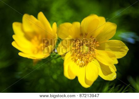 Beautiful Spring Yellow Flowers  Pheasant's Eye