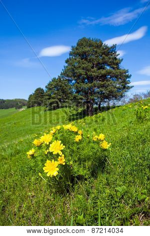 Pheasant's Eye Beautiful Spring Yellow Flowers On Hill
