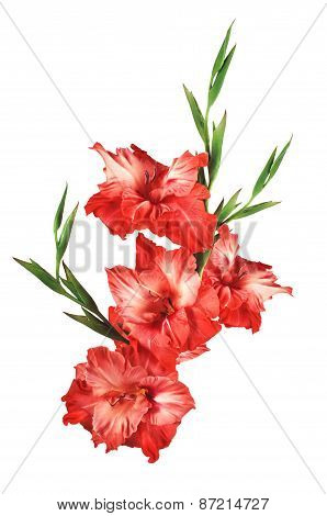 Beautiful Red Gladiolus Isolated On White Background