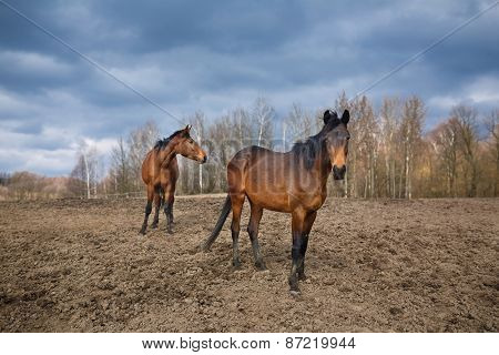 Two Wild Horses