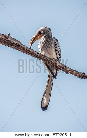 Hornbill Perched On A Branch High Above.